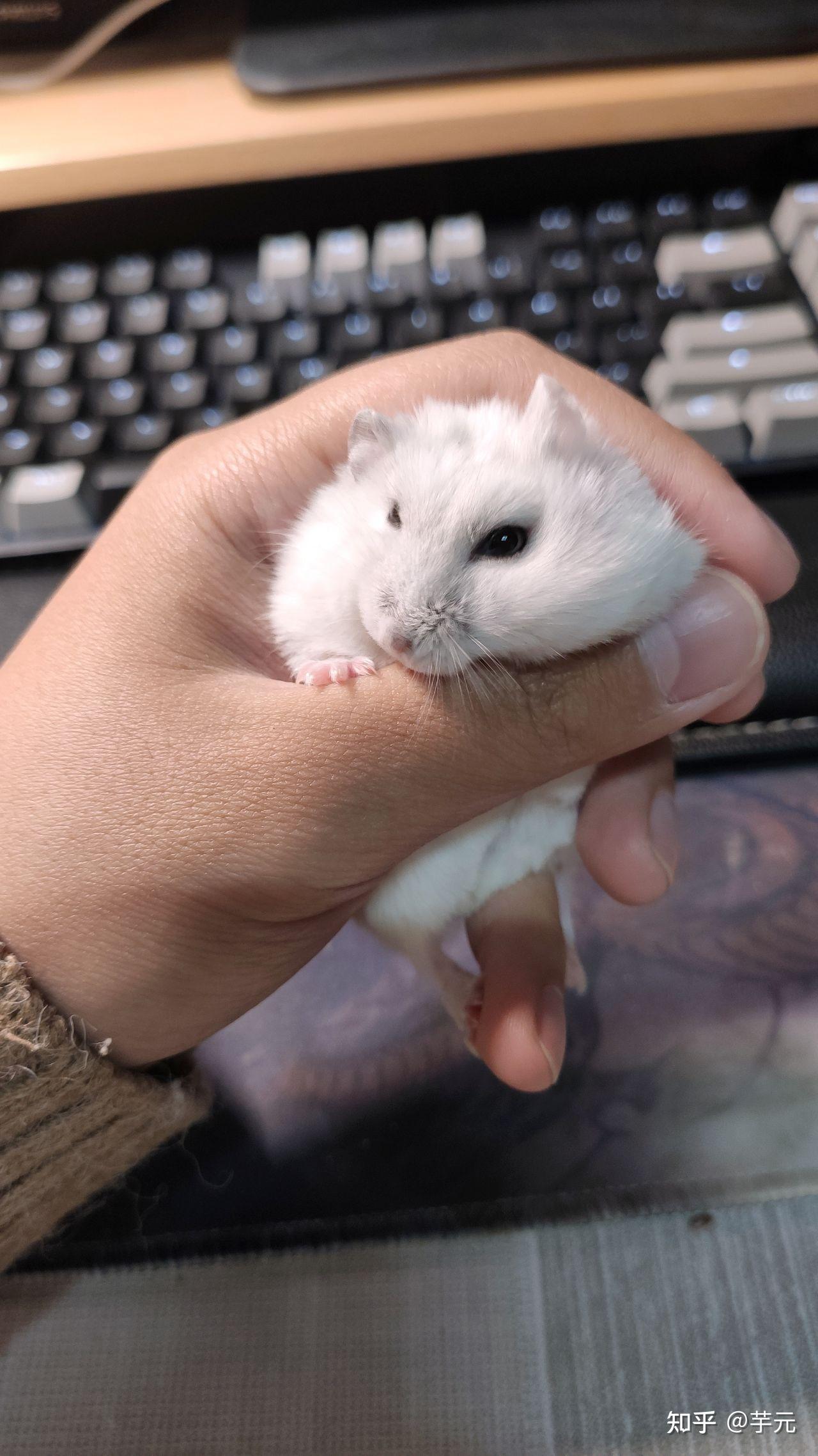 养一只仓鼠一年大约需要花多少钱? - 知乎