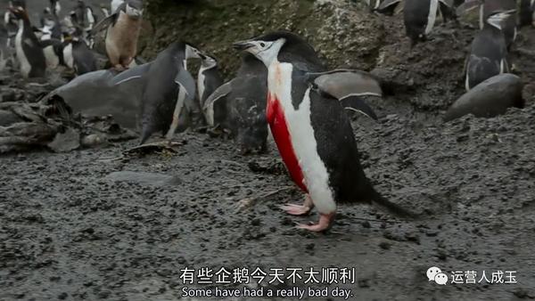 bbc地球脈動與人相比這些生物的生存更艱難