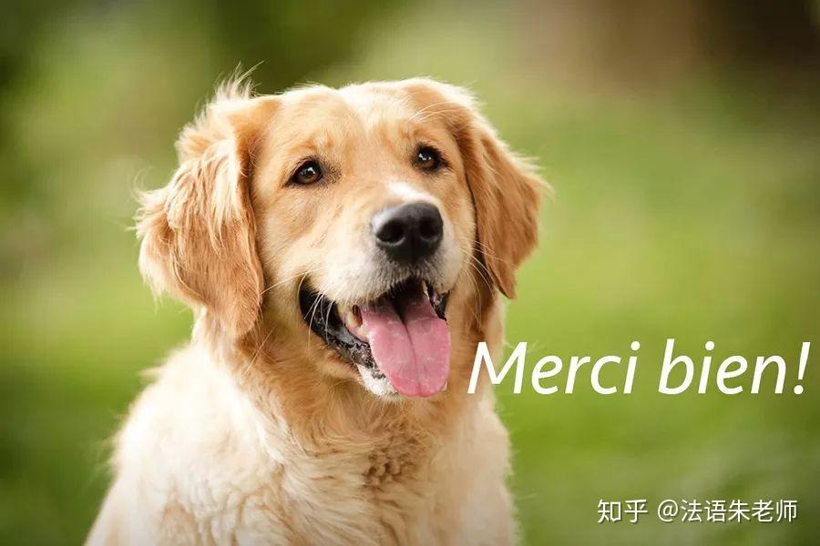 bienmerci beaucoupmerci mille fois朱老師看圖說法語第6課:不客氣1