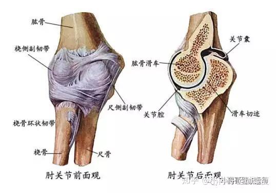 肘关节粉碎性骨折的康复 知乎