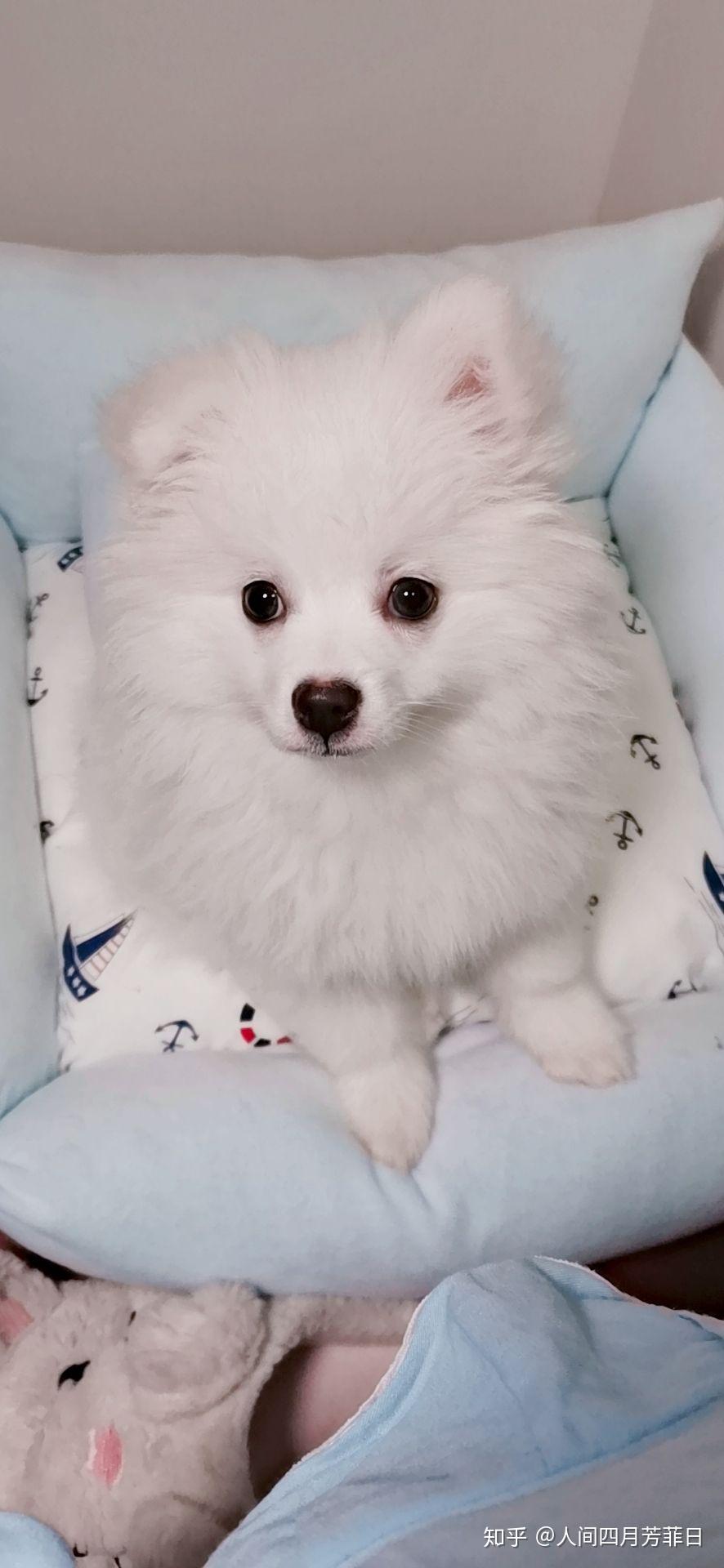 有没有大神可以给出比较标准的银狐犬,博美犬,和他俩串的,三者的图片