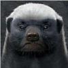 Rounded avatar
