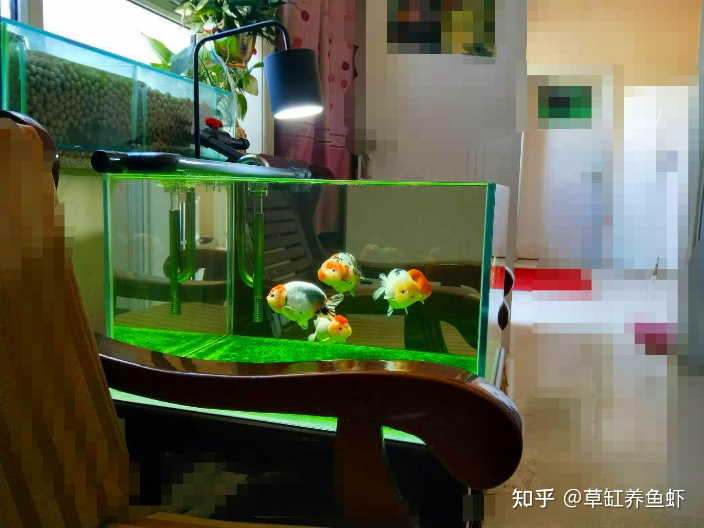 都说“养鱼先养水”,养鱼为什么要养水?我们该如何养水? - 知乎