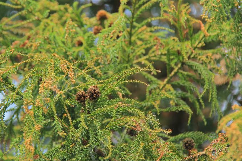 材用价值高的易危植物——台湾杉 - 知乎