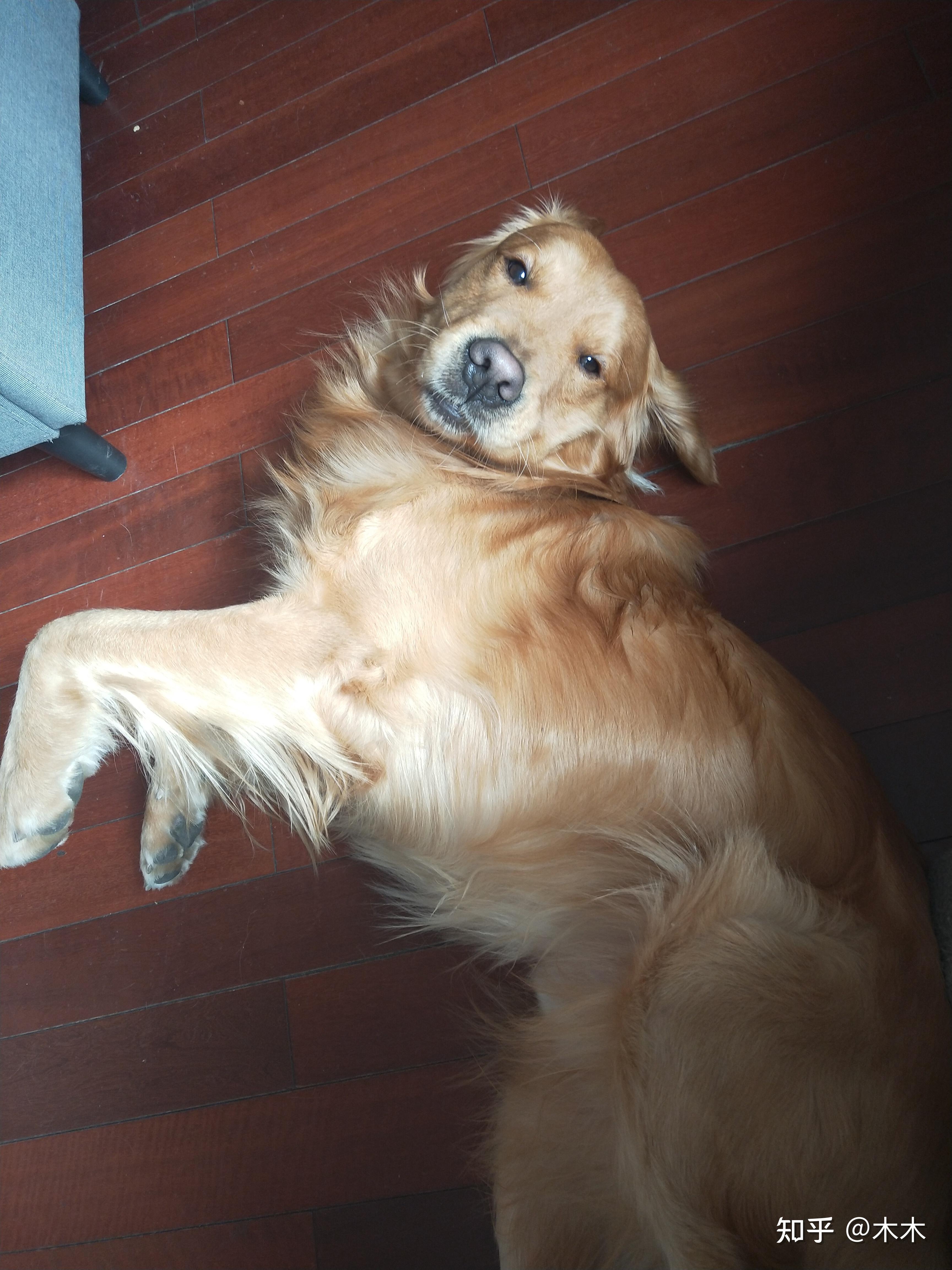家中老年犬金毛12岁后腿无力没法从趴着的姿势站起来怎么办