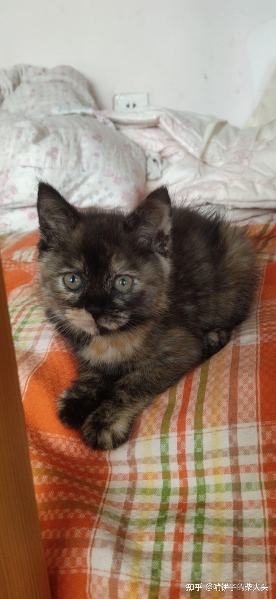很聪明很听话,其实她是狸花猫和橘猫的串串,但这种毛色被统一称为玳瑁