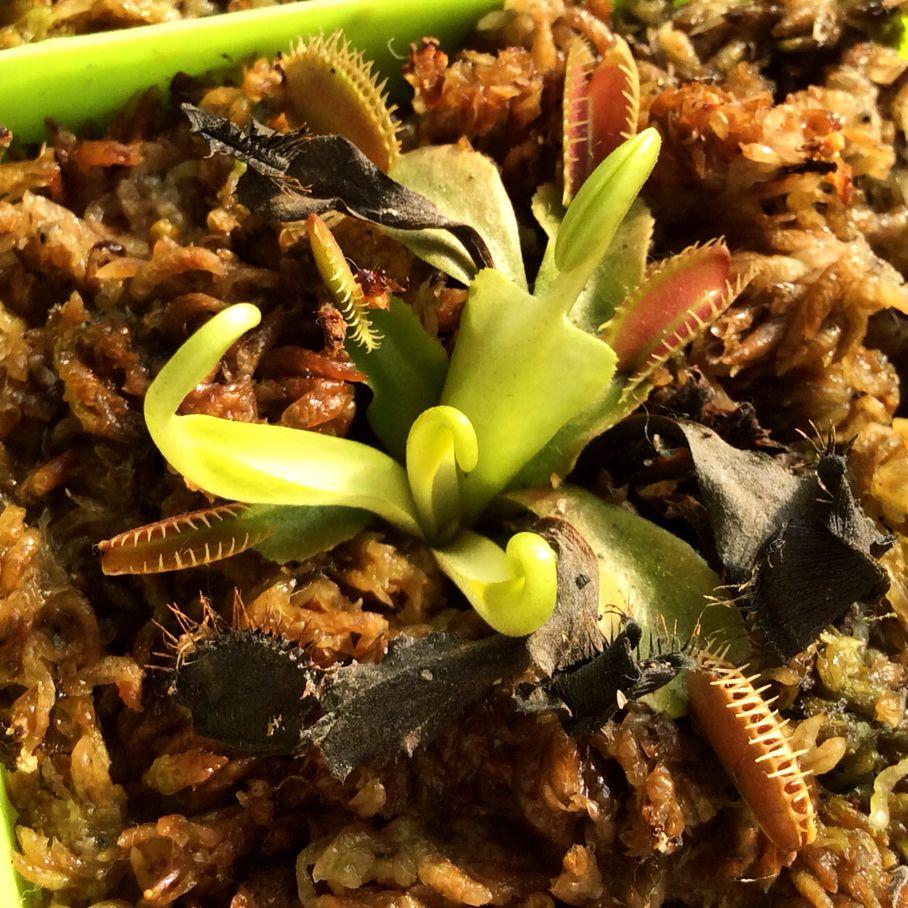 养什么东西比较好【植物或者像乌龟贝壳田螺?