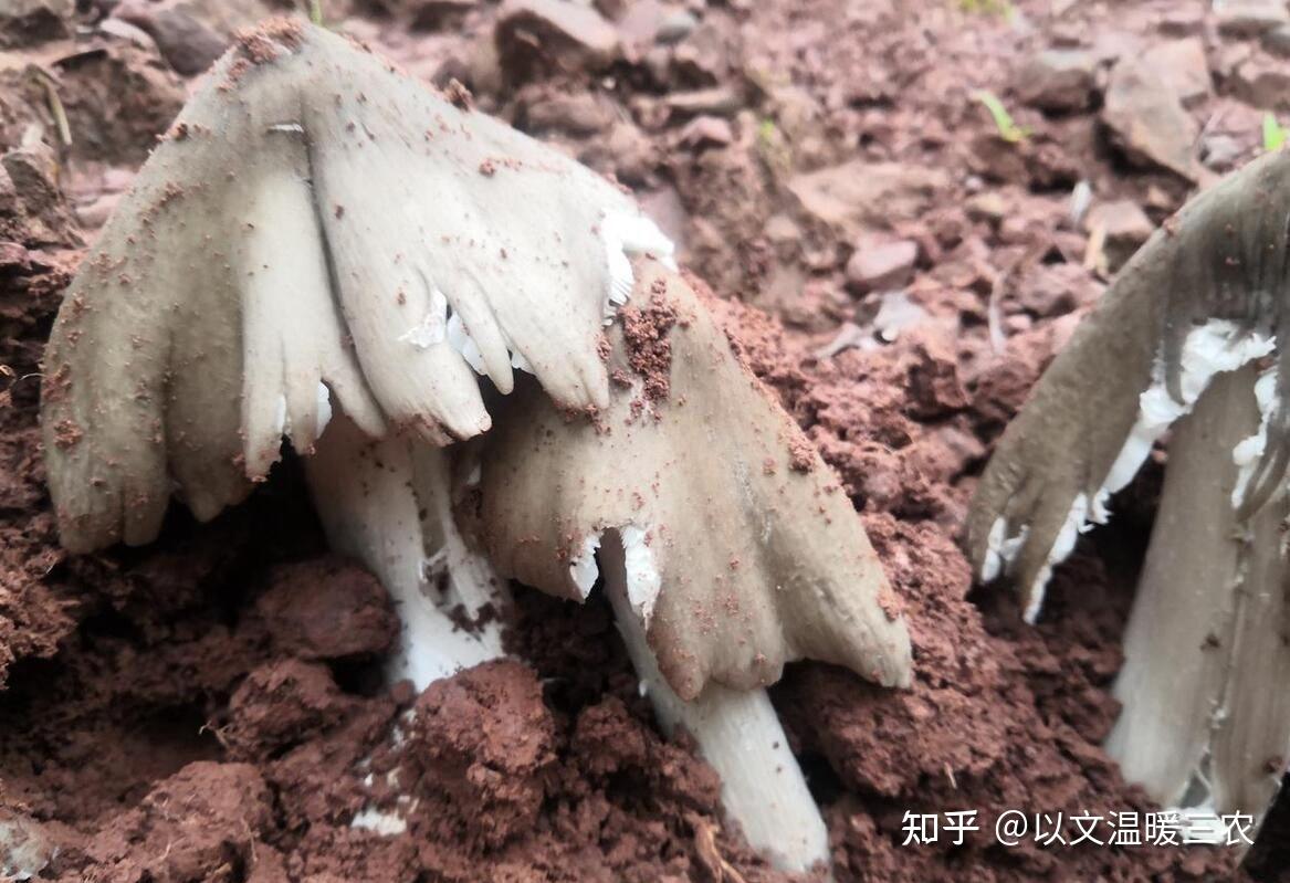 近段时间正是鸡枞出土季节，掌握了找鸡枞的方法，你也能找到它？ - 知乎