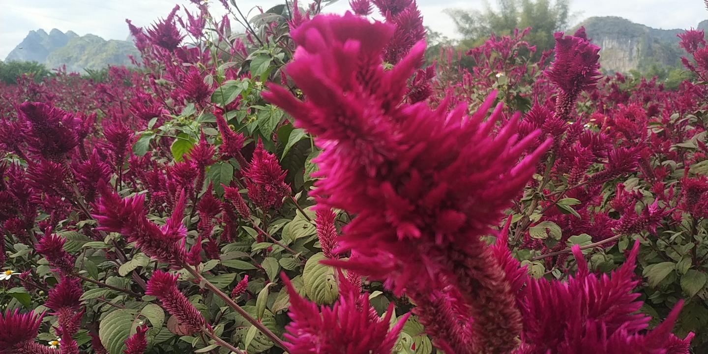 上林县霞客桃园19葵花旅文化节暨首届鸡冠花赏花节 知乎