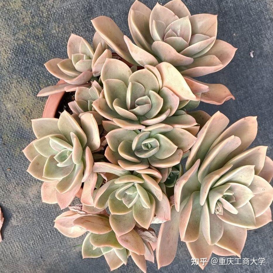 鹤仕,好养好度夏的大型多肉,颜值并不输紫乐淡雪,你看那些喜欢大盆