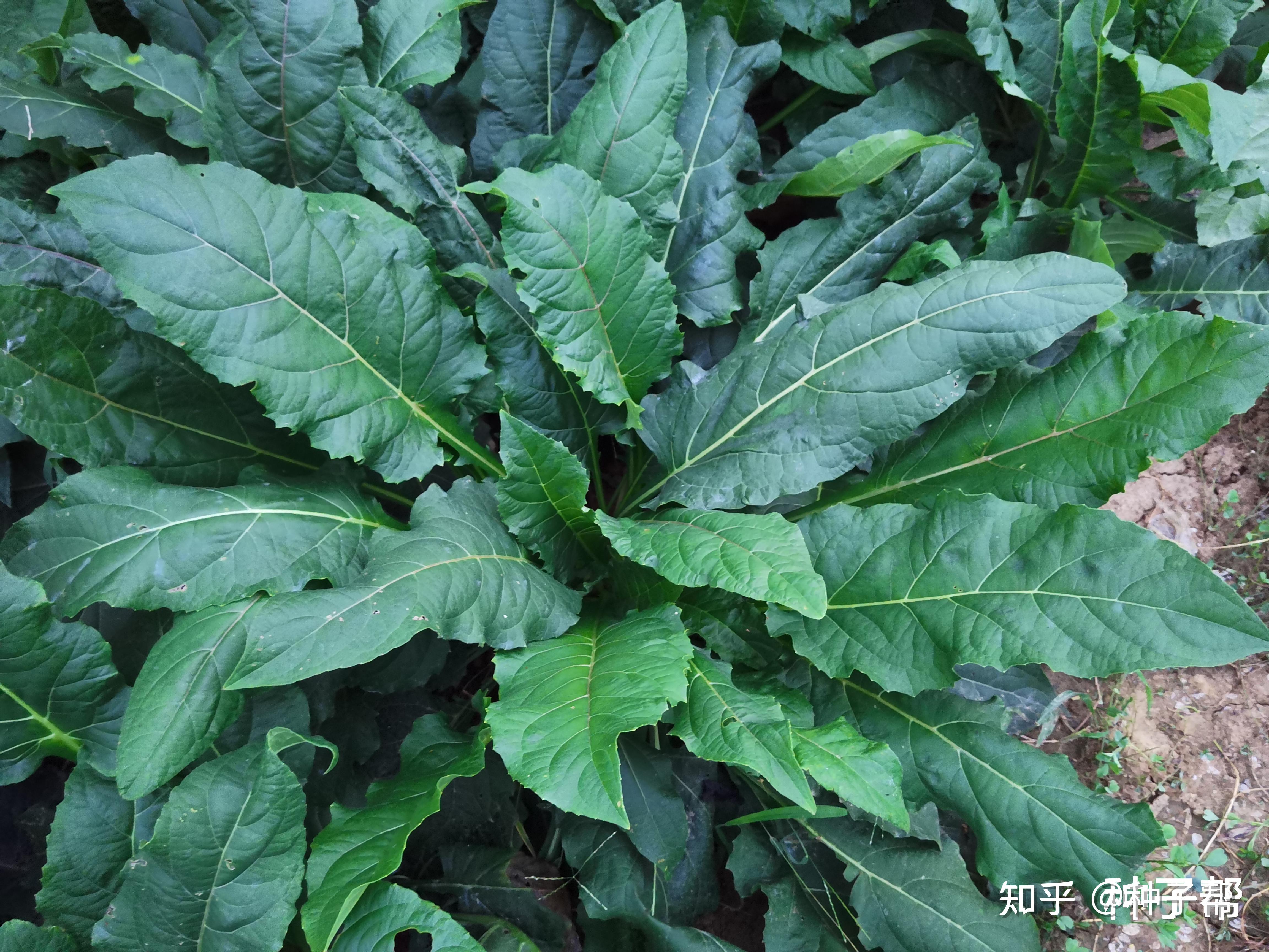 被称为"大叶蛋白菊",有一股松香味,猪和牛羊禽畜都爱吃 - 知乎