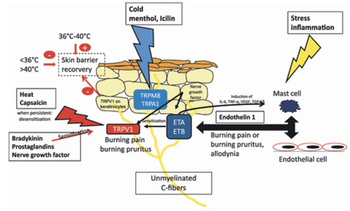 敏感性皮肤的病理生理学机制