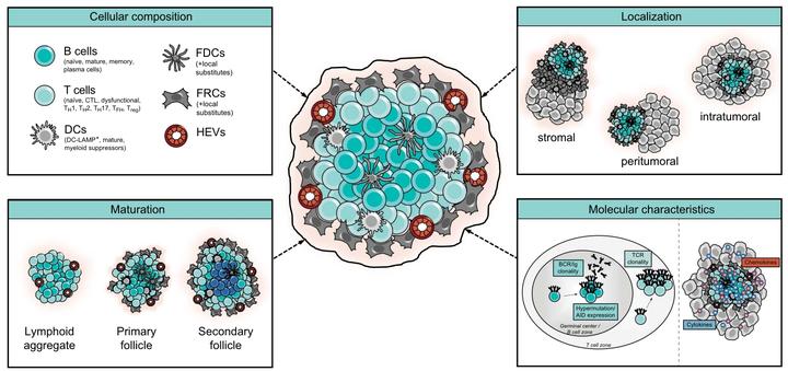 肿瘤中的三级淋巴组织（一）：结构与形成机制 - 知乎