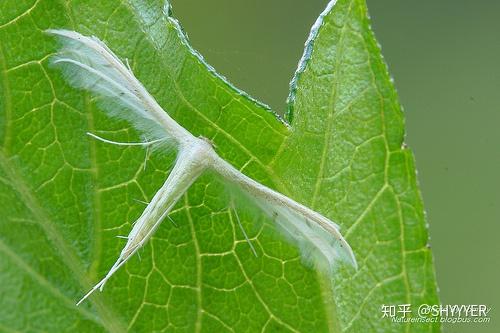 透明翅膀的虫子图片