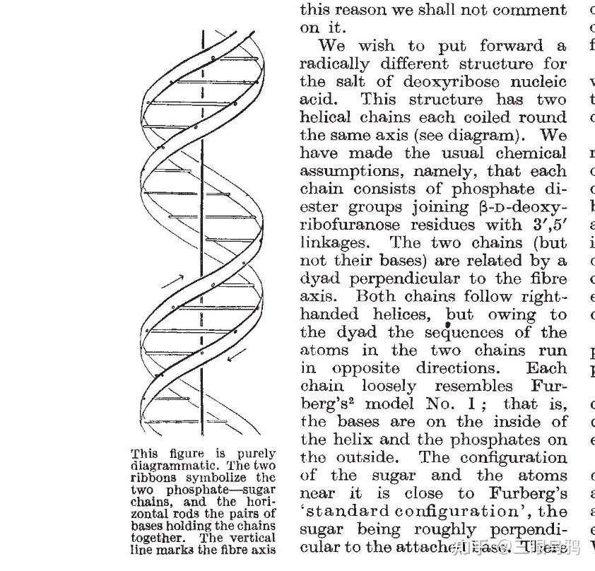 美国分子生物学家、DNA 双螺旋结构发现者沃森去世,如何理解他一生的贡献? - 知乎