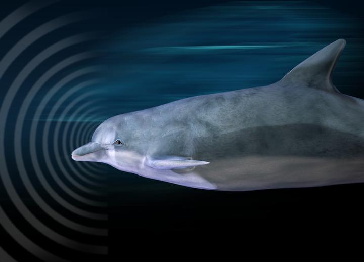 任何人都能在短短10周内学会回声定位——并重塑大脑Anyone Can Learn Echolocation in Just 10 Weeks ...