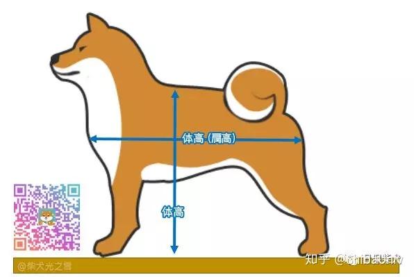 9种 日本犬 体高比较表 知乎