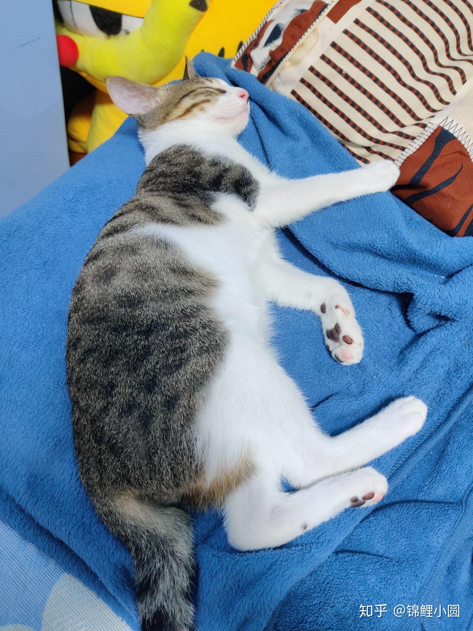 日本一小奶猫成精，睡姿萌化网友 | 宠物天空