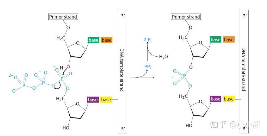 磷酸二酯键为什么叫二酯