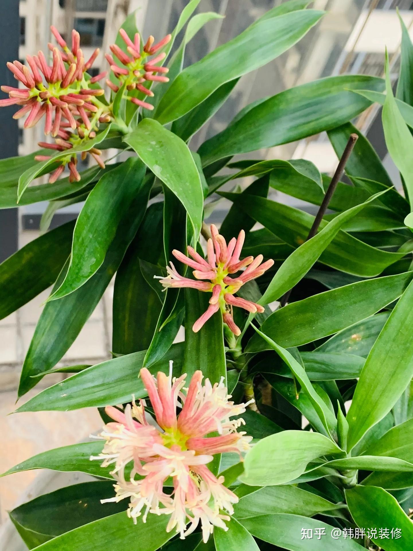 这8种植物有镇宅、辟邪的效果,家里摆一盆,可以守家护宅保平安 - 知乎