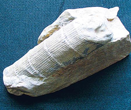 第四章 生物登陆 - 知乎