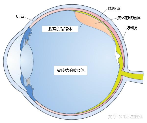 如下图所示,视网膜在眼球壁的最内层,就像皮球的内胆一样紧紧的贴在
