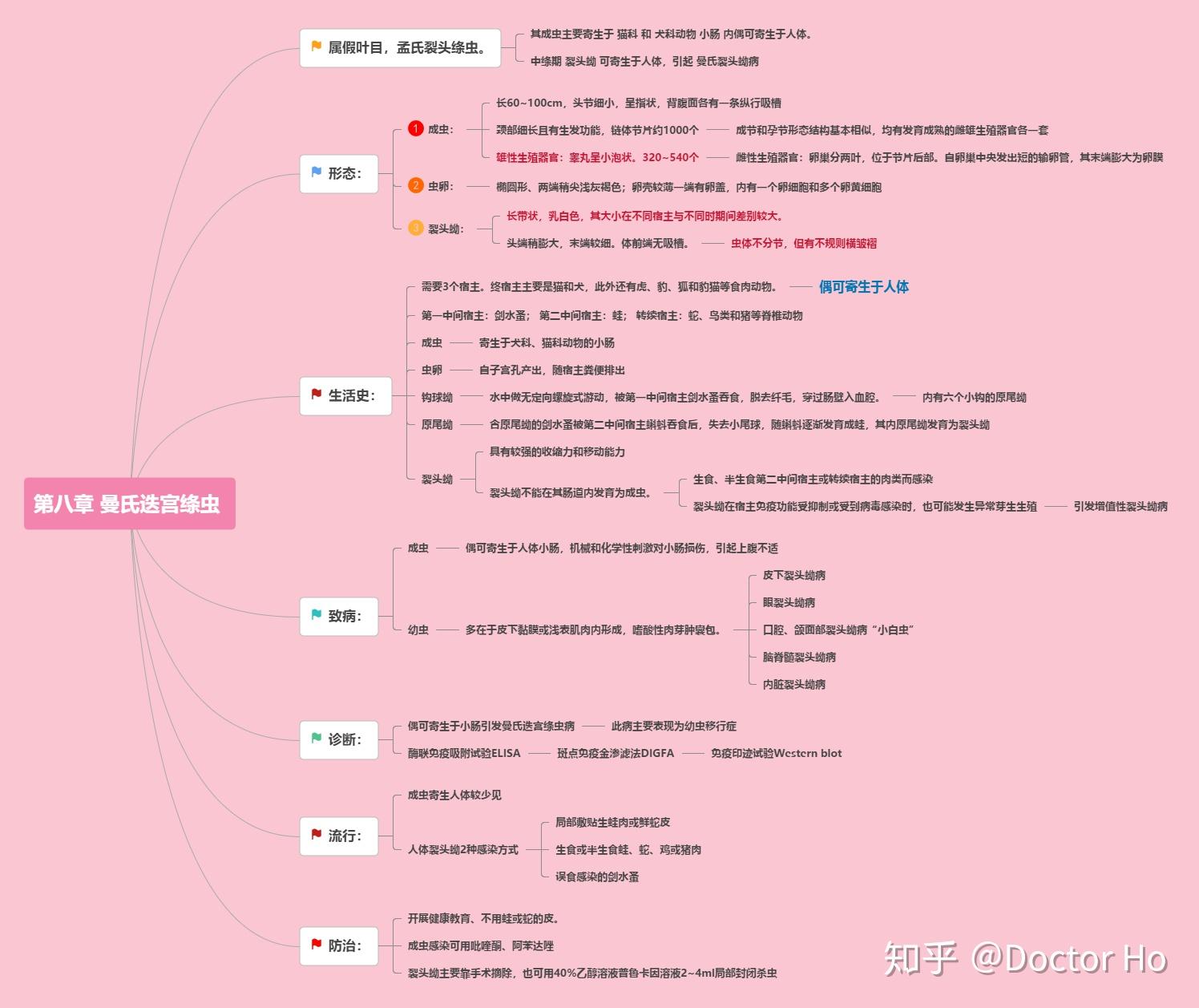 曼氏迭宫绦虫思维导图图片