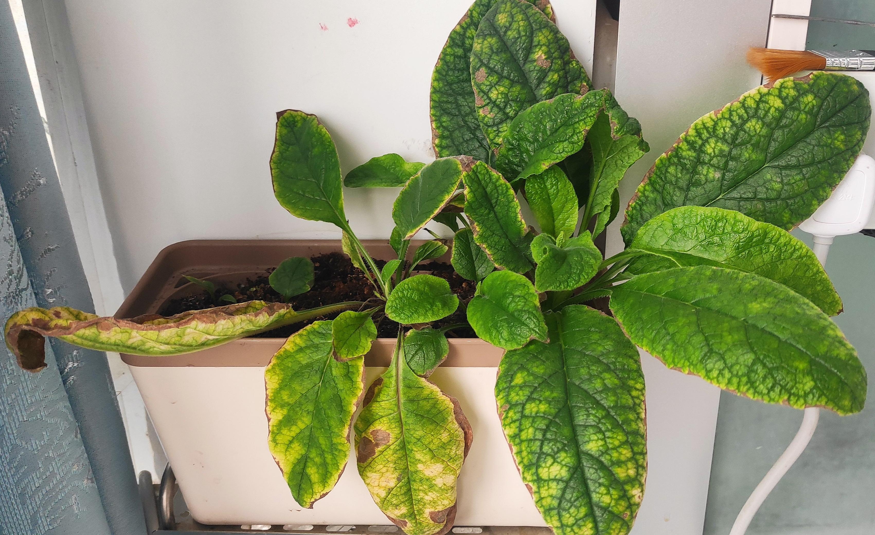 紫草科花卉:滨紫草及其他