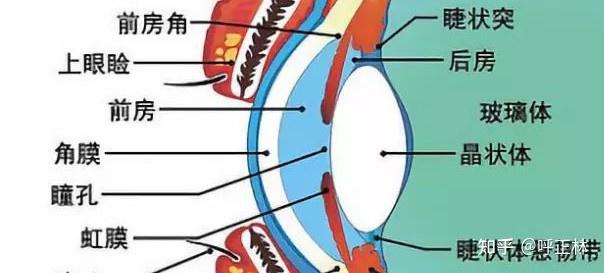 瞳孔和瞳仁的区别图图片