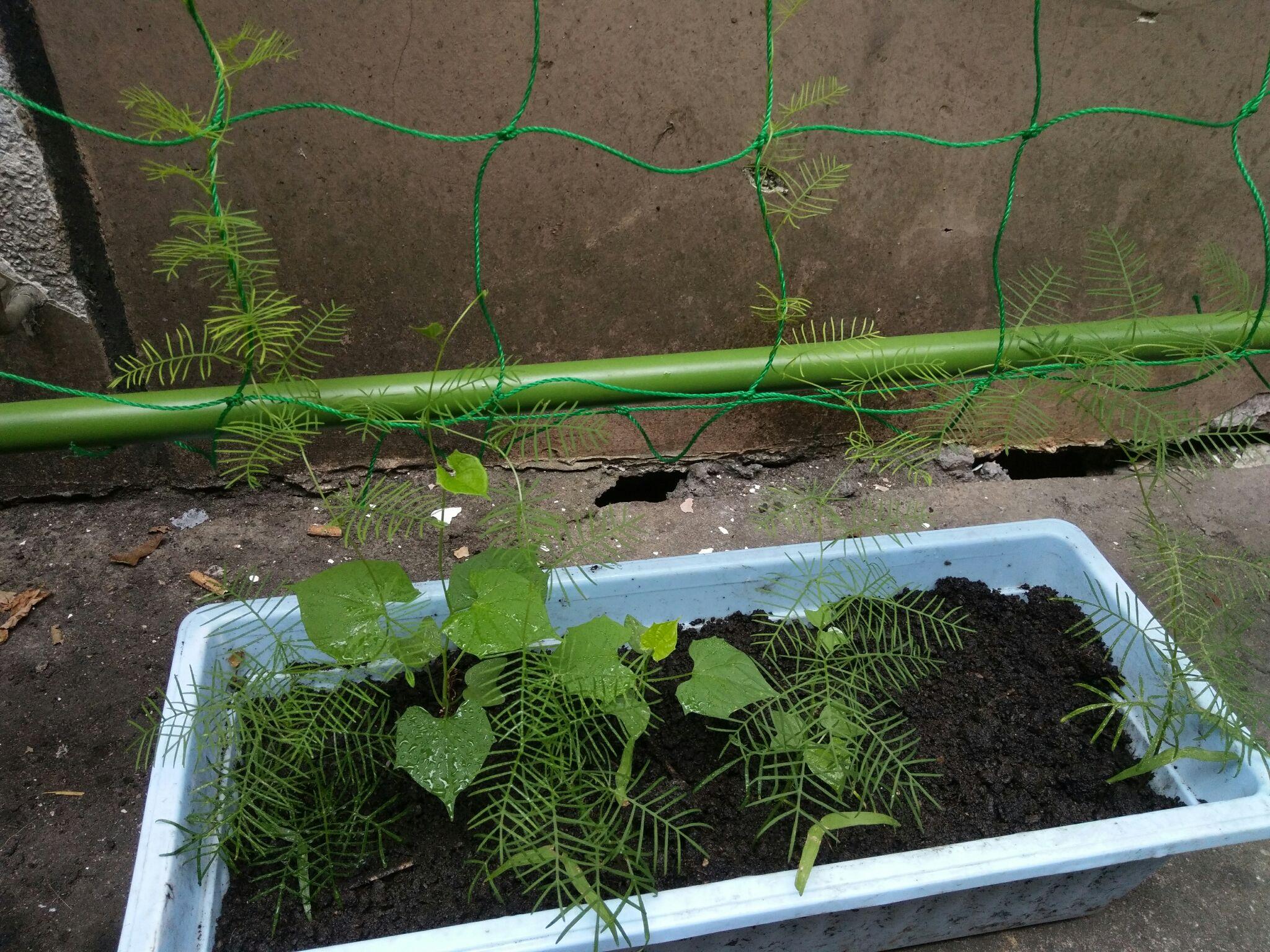 求解,我种的这货是羽叶鸢萝吗?