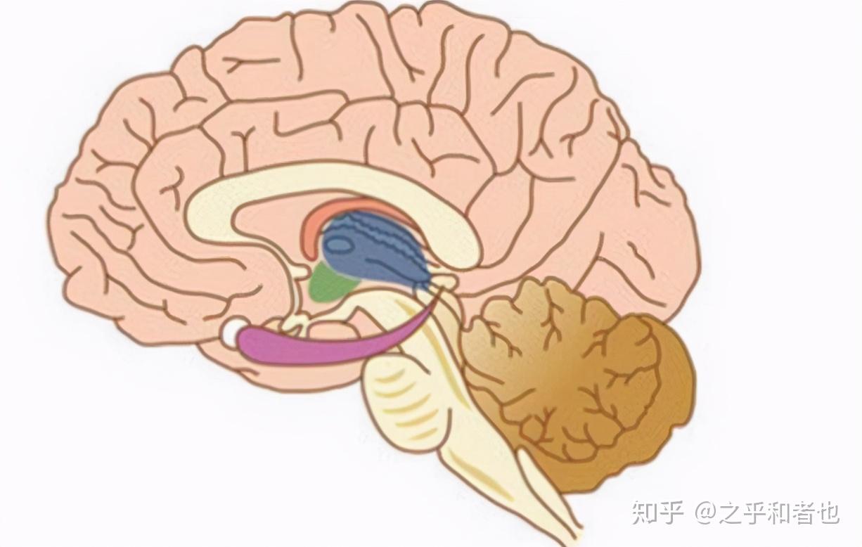 當然,其它重要器官也如此,但相比起心臟,大腦的重要性更高