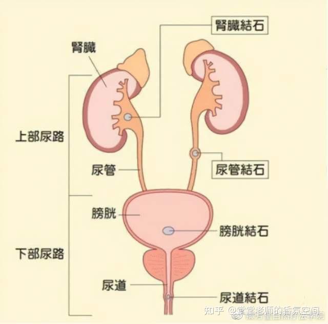 备考ifa泌尿系统解剖图模拟考2021 new plan以上为模拟试题中泌尿系统