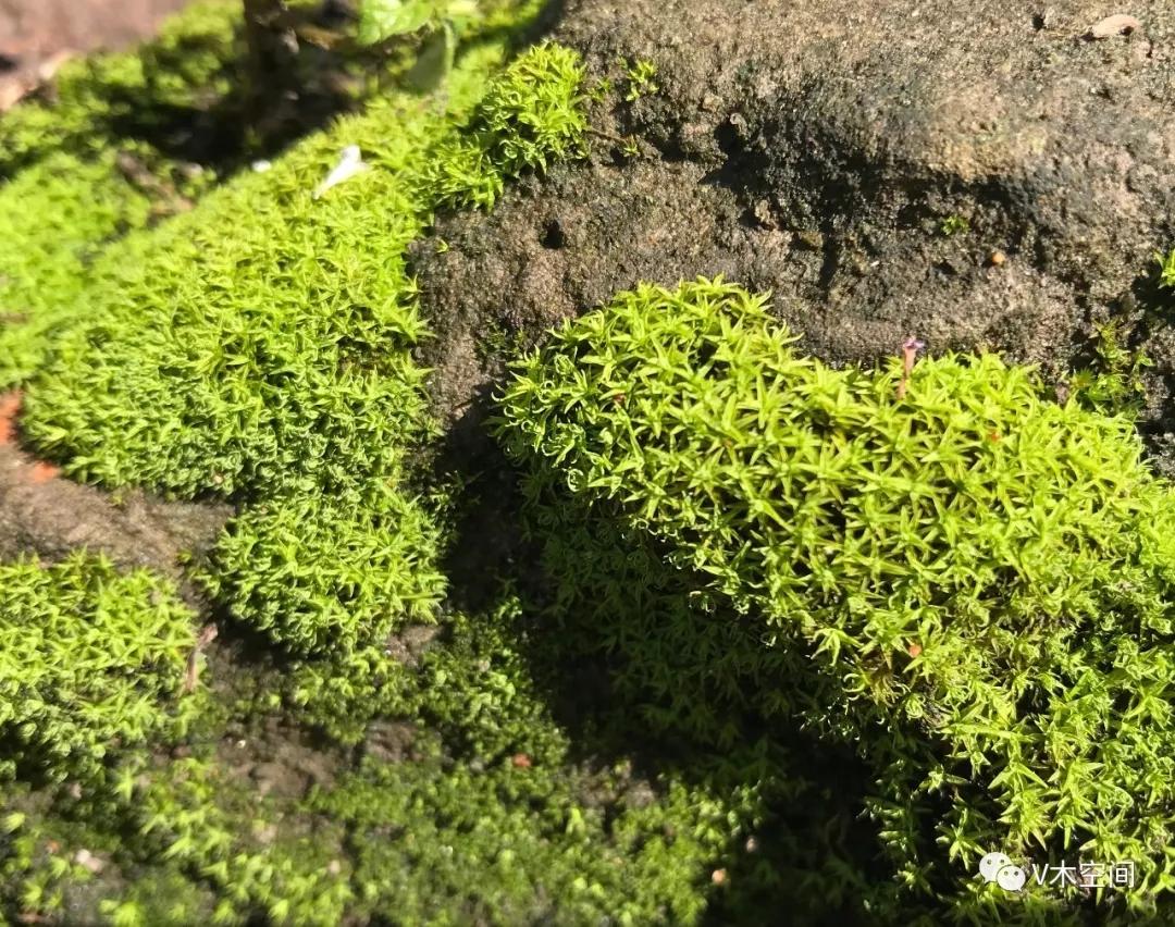 身边的苔藓植物——砂藓（星星藓） - 知乎