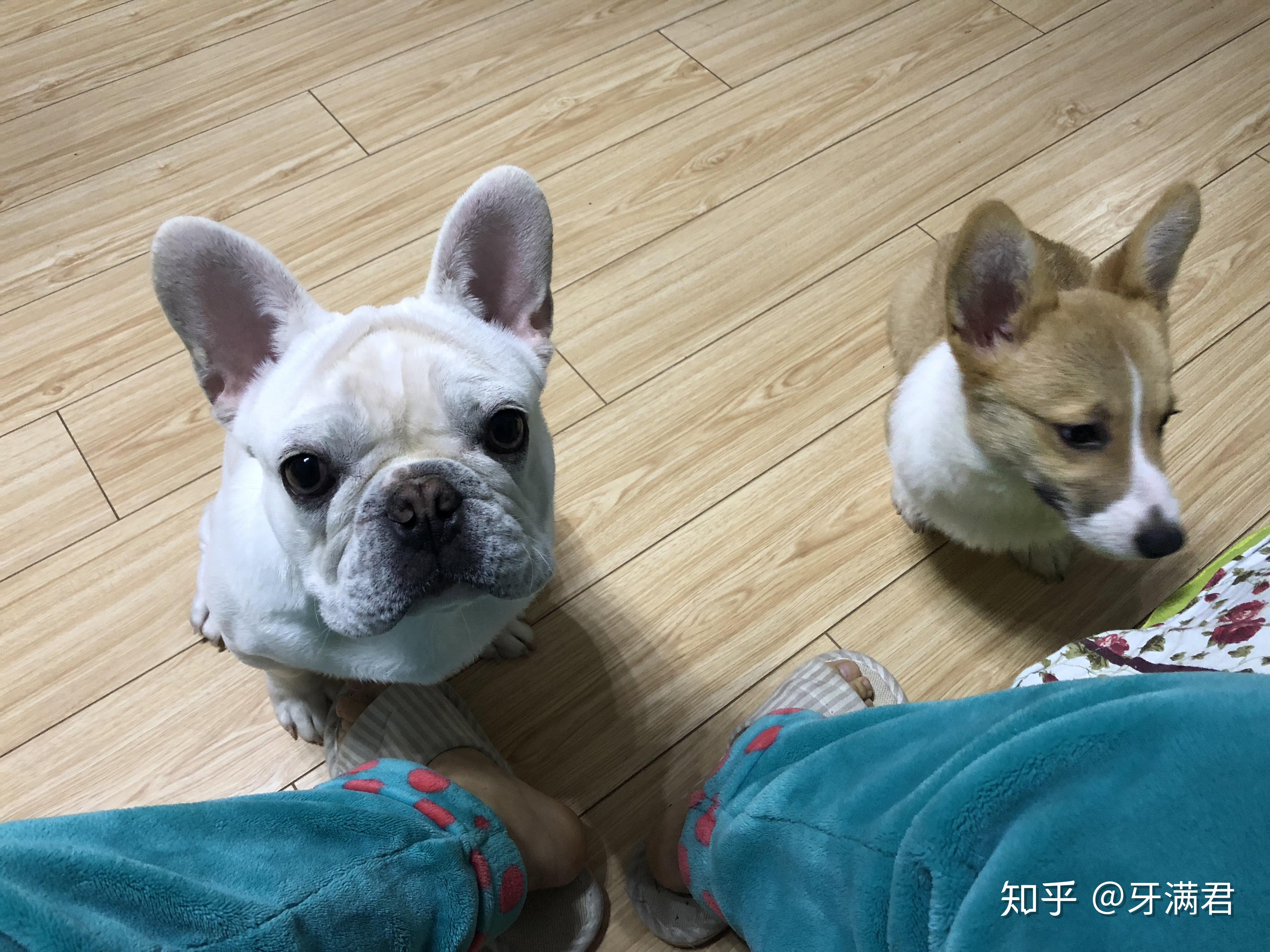 法斗和柯基哪个好? - 知乎