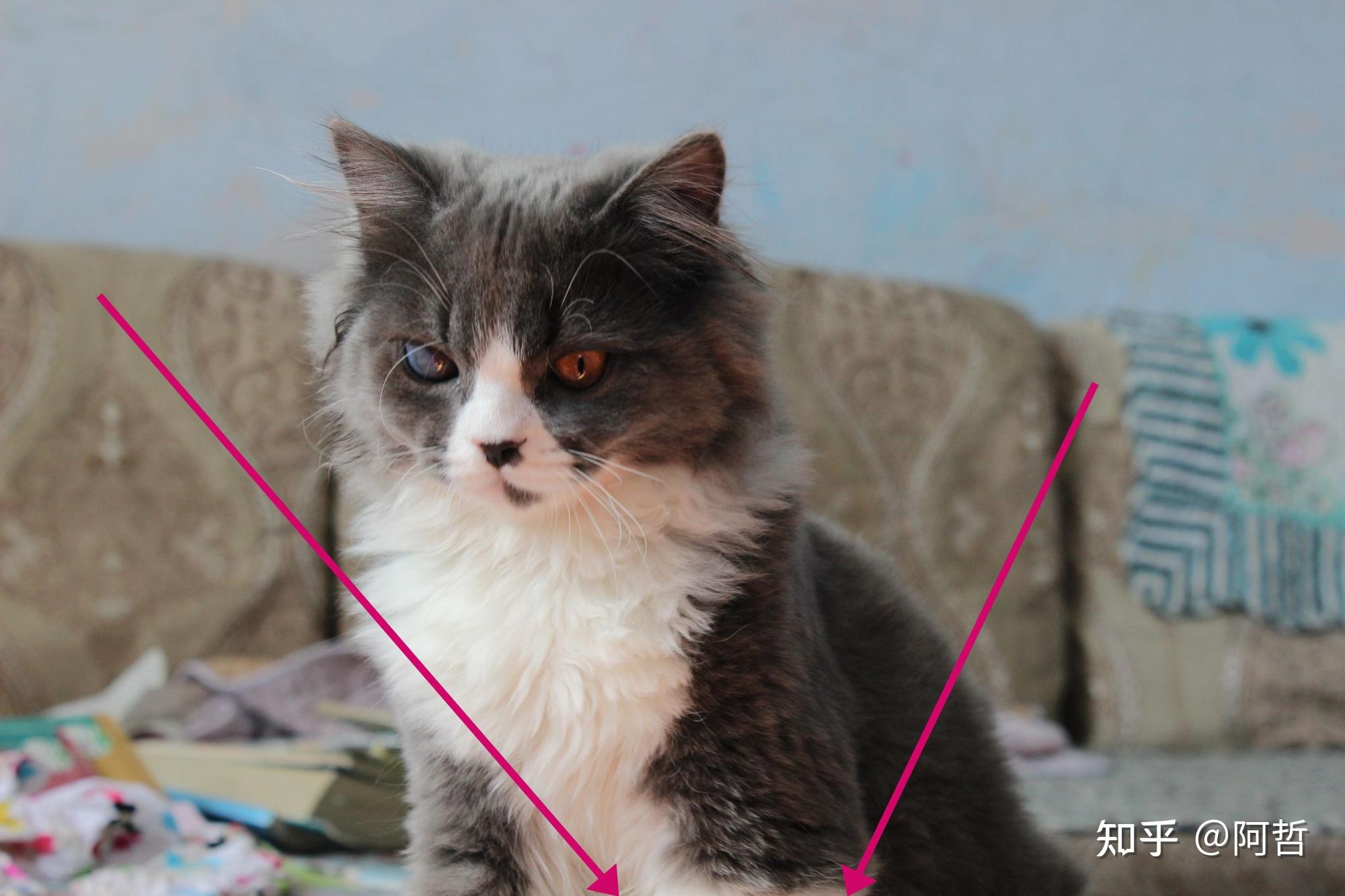 英短蓝猫和狸花猫配种会生出什么样的猫啊求上图