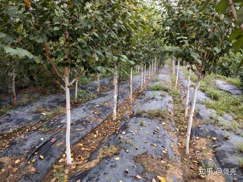 适宜华北平原种植的桦树品种 - 知乎
