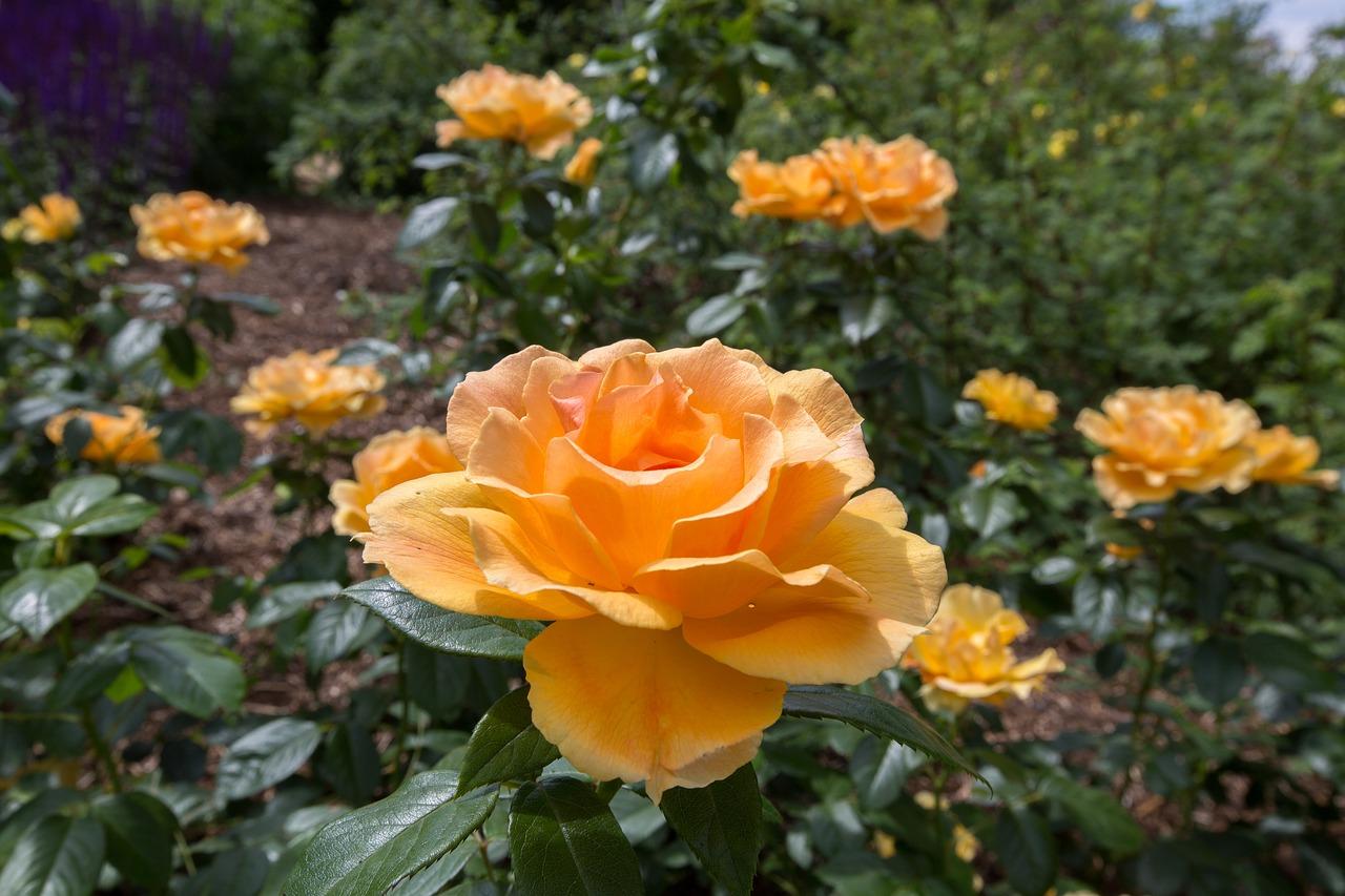 2. 室内布局建议