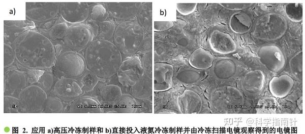 扫描电镜冷冻制样及传输系统(Cryo-SEM)的应用 - 知乎