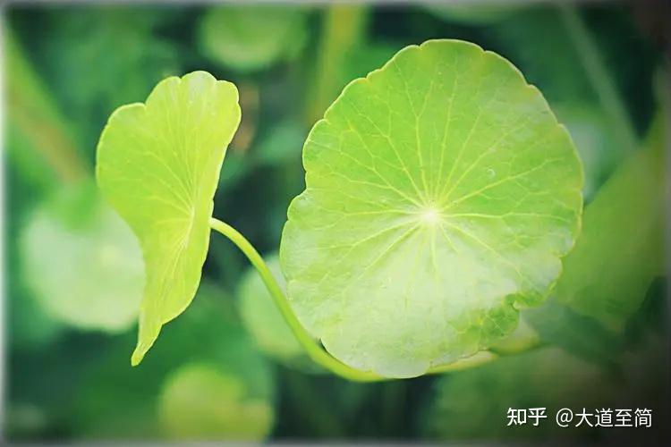 梅核气的辨证施治 - 知乎