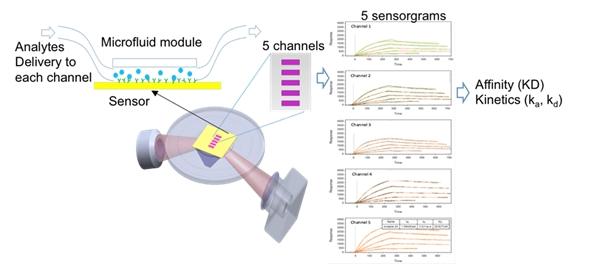 SPR Microscopy技术及细胞原位分子互作动态分析系统SPRm200介绍 - 知乎