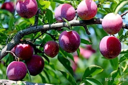 陕西大荔六月红李子黄肉