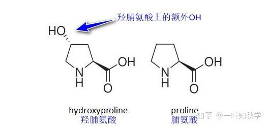 事实上,维他命c当做脯氨酰羟化酶的第二信使,其是脯氨酸甲基化所必不