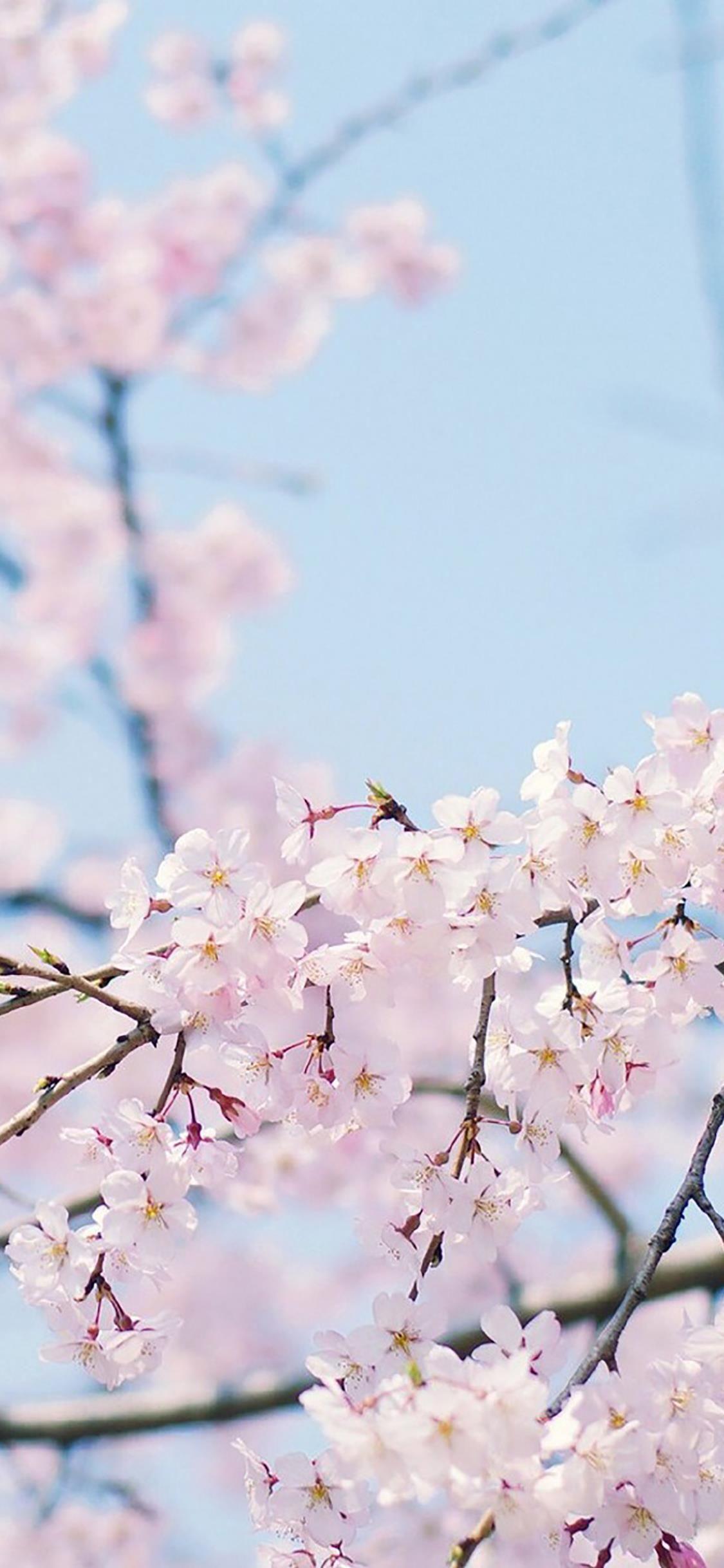 壁纸 日系 樱花时节 - 堆糖，美图壁纸兴趣社区