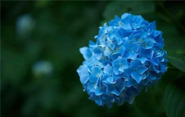 5月做好这5点 绣球才能开爆盆 花色还可以自己调节 知乎 5月做好这5点 绣球才能开爆盆 花色还可以自己调节 知乎