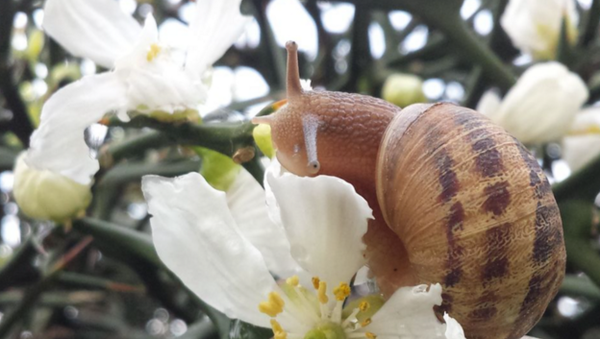 大白课 动物的性生活之蜗牛的交配 知乎
