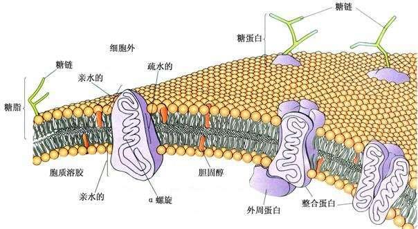 细胞膜示意图图片
