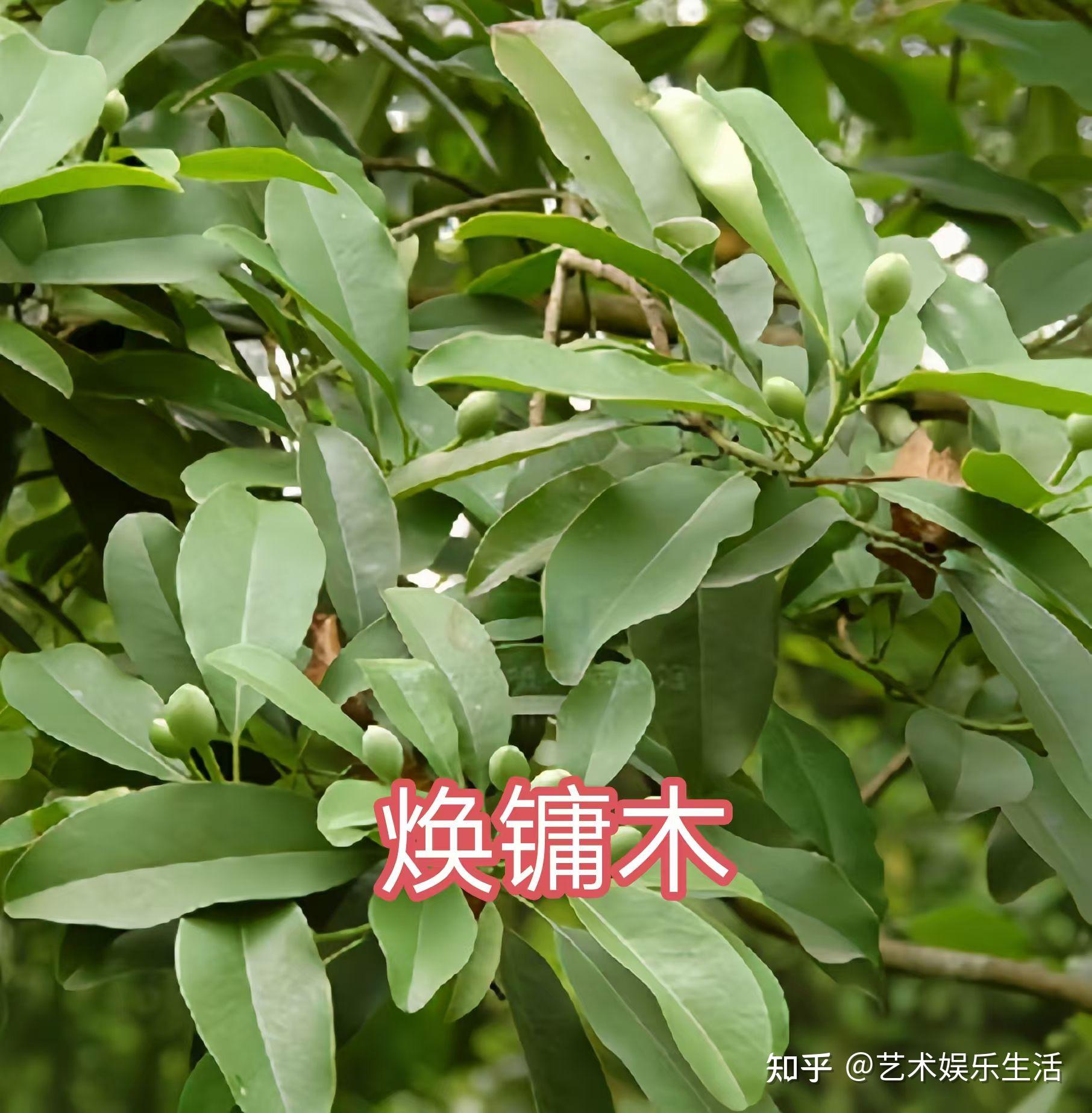 16种木兰科的植物，在我国栽培欣赏2000多年的树种 - 知乎