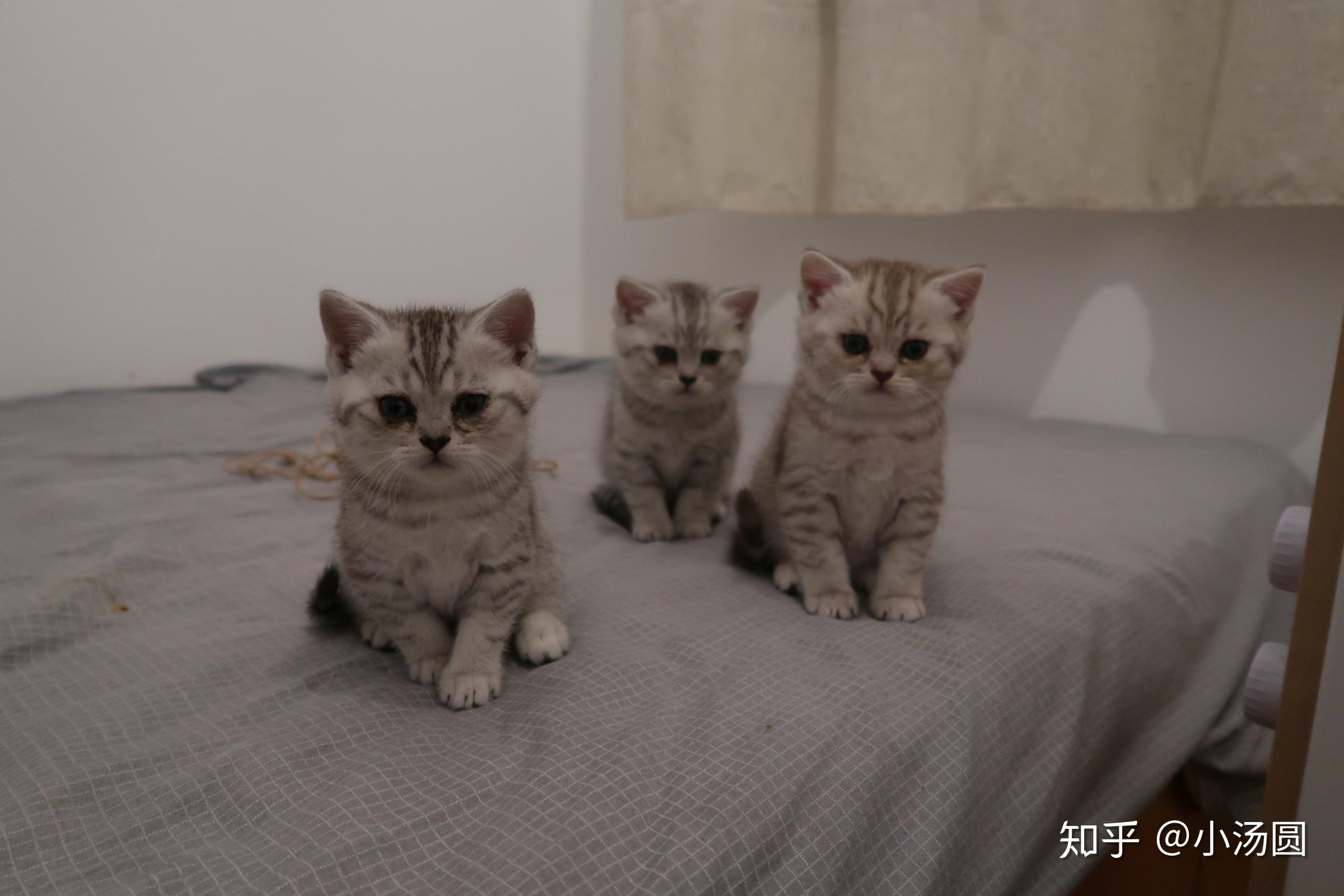 英短蓝猫母跟英短银渐层公配会生出什么花色