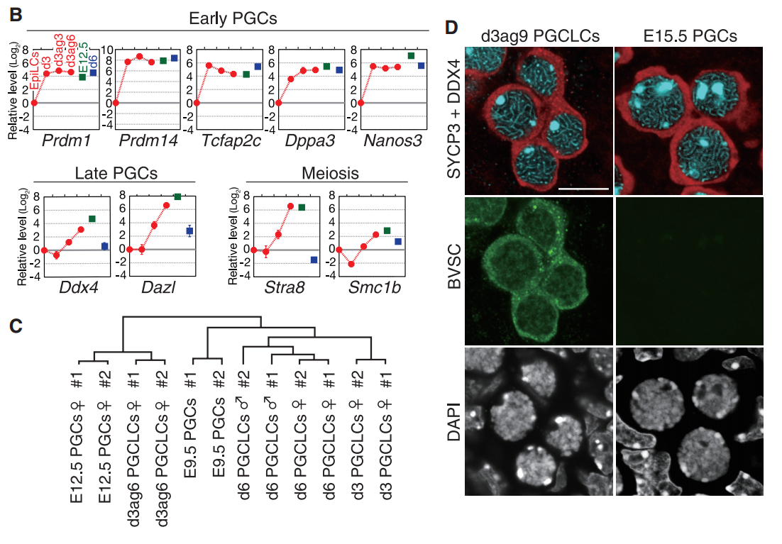 ips全能干细胞诱导产生卵子论文精选介绍之一