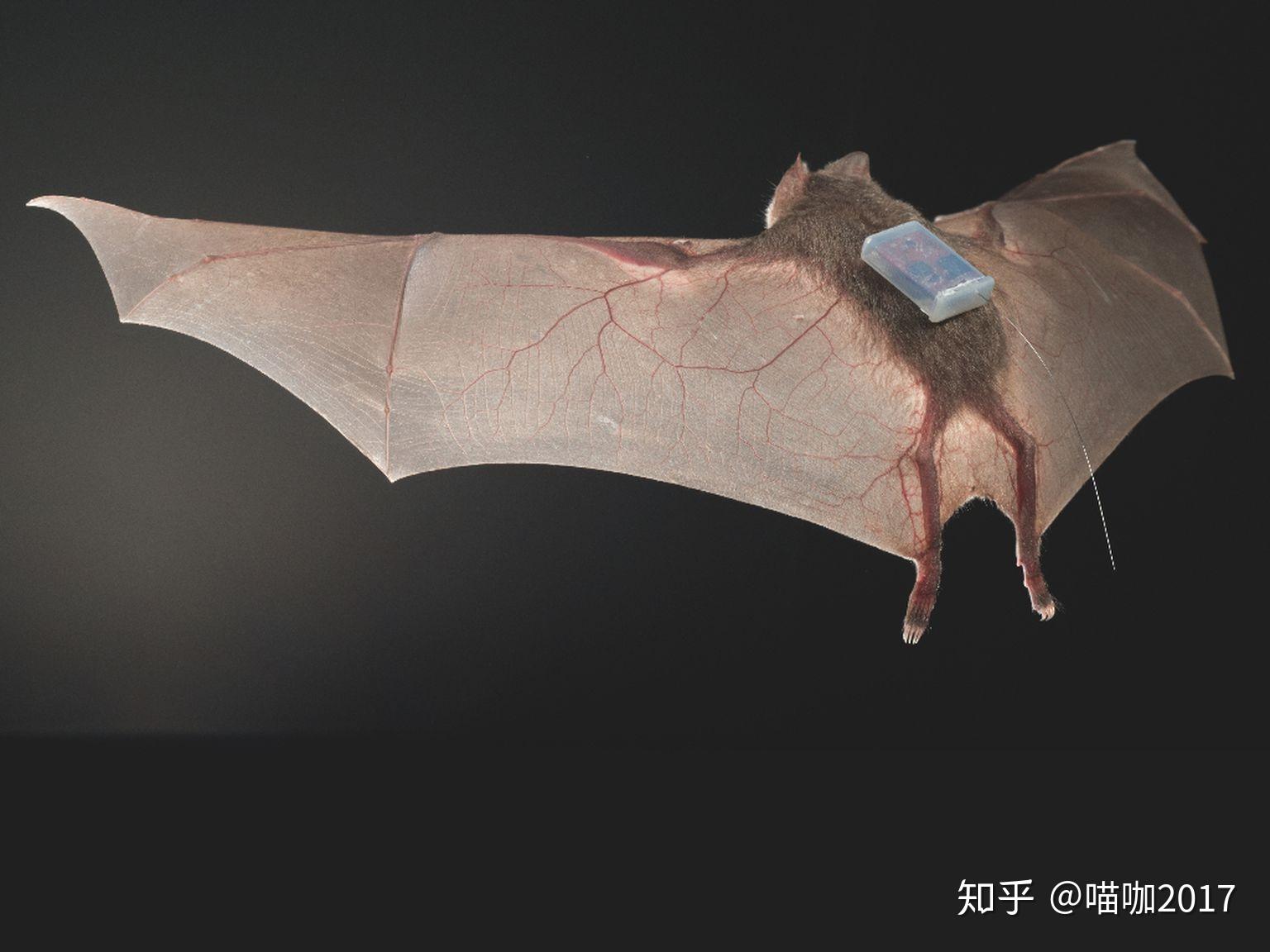 蝙蝠病毒能直接传染给人吗